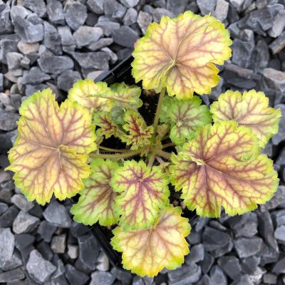 Гейхера Ван Гог - Dolina-Sad.Ru