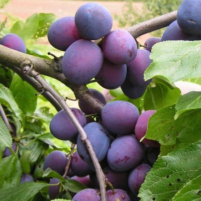 Слива Пердригон Слива Пердригон - Dolina-Sad.Ru