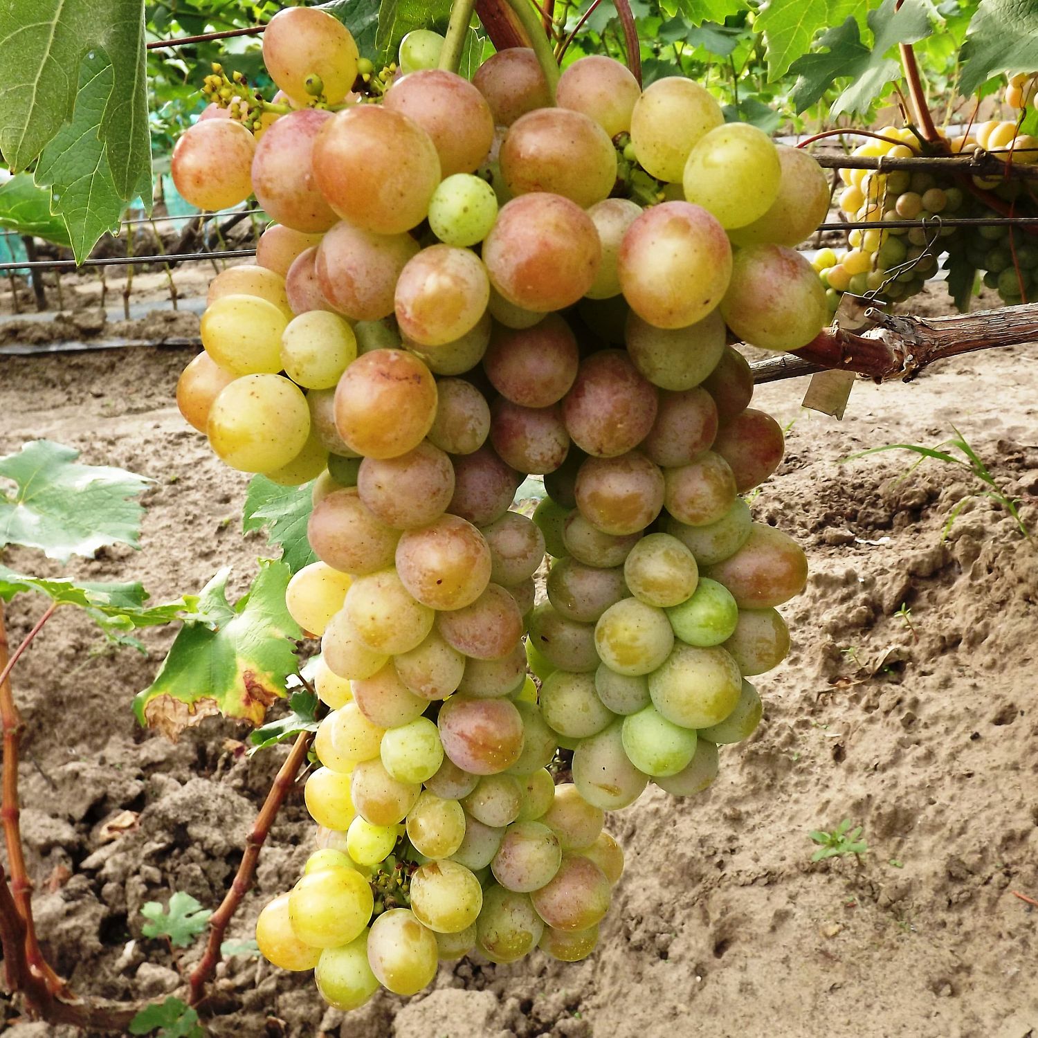 Виноград Лаура Виноград Лаура фото