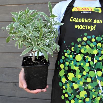 Вейгела цветущая Монет Вейгела цветущая Монет фото