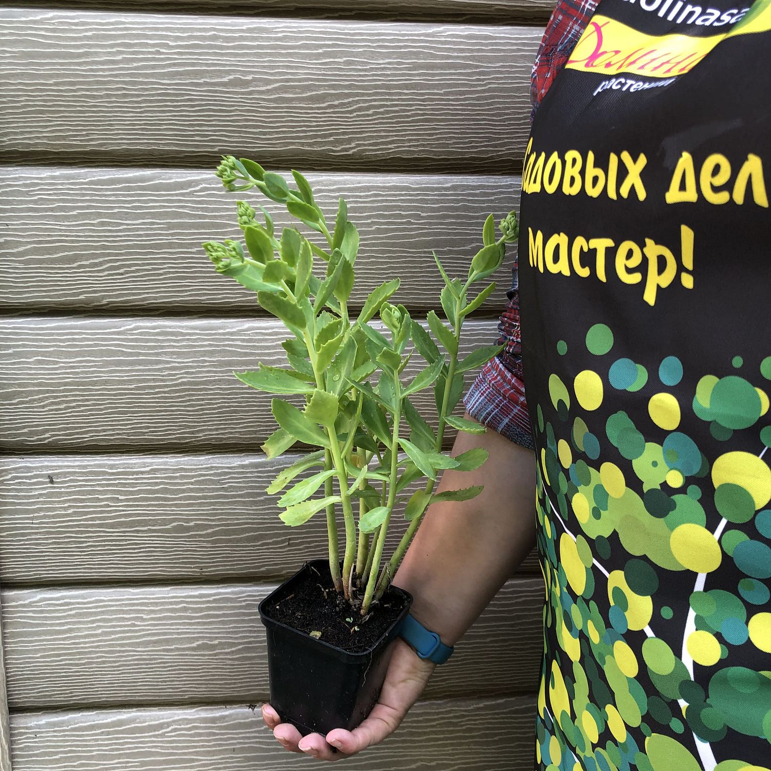 Седум видный Бриллиант (2 года) Седум видный Бриллиант (2 года) фото