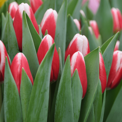 Тюльпан Гуус Папендрехт Тюльпан Гуус Папендрехт фото