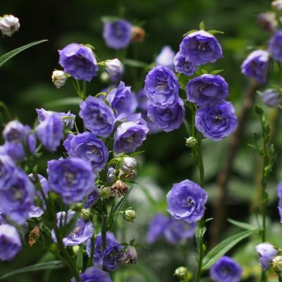 Колокольчик Ля Белль Блю - Dolina-Sad.Ru