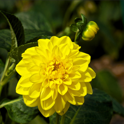 Георгина Сиса Георгина Сиса фото