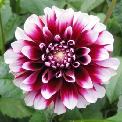 Георгина Сайдельштольц Георгина Сайдельштольц фото