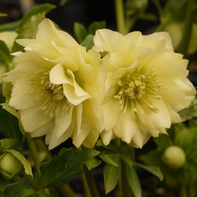 Морозник Голден Дисковери - Dolina-Sad.Ru