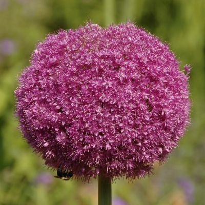 Аллиум Майами Аллиум Майами - Dolina-Sad.Ru