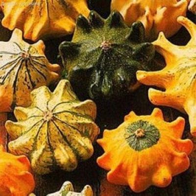 Тыква Декоративная Шахрезада звезды Тыква Декоративная Шахрезада звезды фото