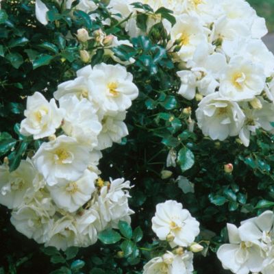 Роза Уайт Кавер Роза Уайт Кавер - Dolina-Sad.Ru