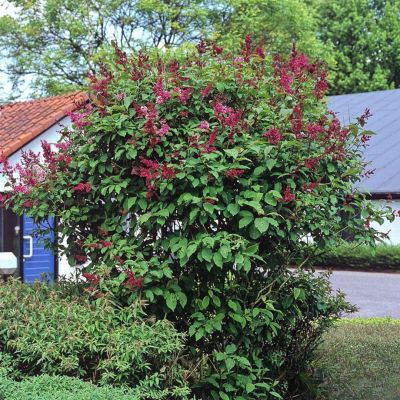 Сирень Редвайн Сирень Редвайн - Dolina-Sad.Ru