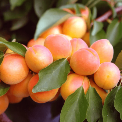 Абрикос Сын Краснощекого фото