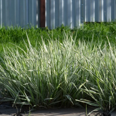 Фалярис тростниковый Лютеопикта фото