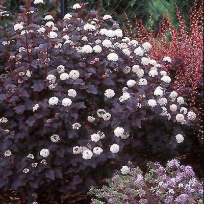 Пузыреплодник калинолистный Спайси Девил Пузыреплодник калинолистный Спайси Девил - Dolina-Sad.Ru