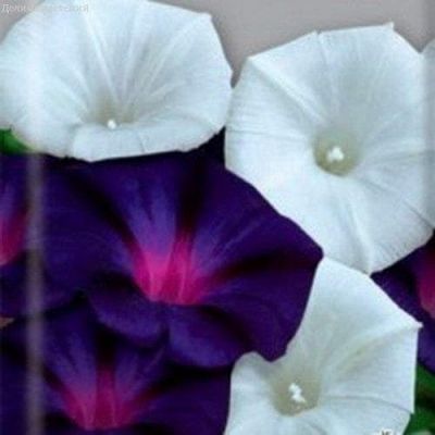 Ипомея Танец теней Ипомея Танец теней фото