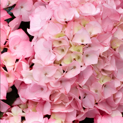 Гортензия крупнолистная Шлосс Люсендорф Гортензия крупнолистная Шлосс Люсендорф фото