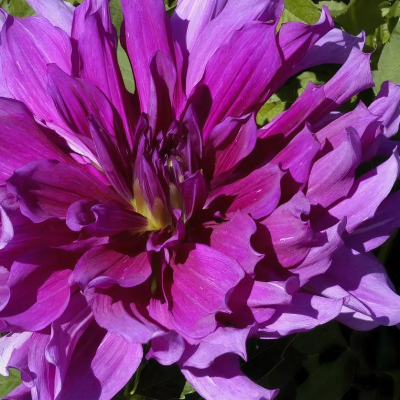 Георгина Пурпл Тахейо Георгина Пурпл Тахейо фото