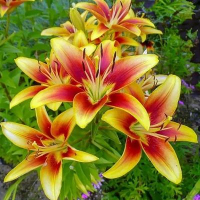 Лилия Авалон сансет Лилия Авалон сансет фото