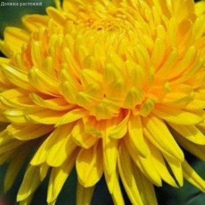 Астра Леди Корал желтая Астра Леди Корал желтая фото