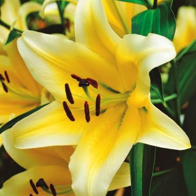 Лилия Серано Лилия Серано фото