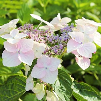 Гортензия крупнолистная Мариесии Грандифлора, С2 Гортензия крупнолистная Мариесии Грандифлора, С2 - Dolina-Sad.Ru