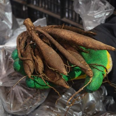 Георгина Страйпд Эмори Пол Георгина Страйпд Эмори Пол фото