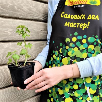 Дельфиниум "Мэджик Фаунтейн Уайт " Дельфиниум "Мэджик Фаунтейн Уайт " фото