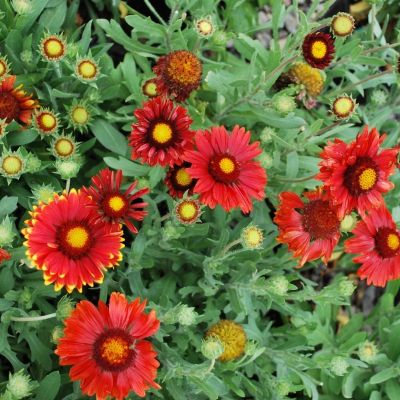 Гайлардия Аризона Ред Шадес - Dolina-Sad.Ru