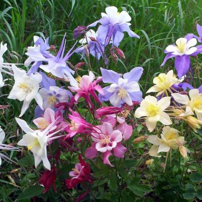 Аквилегия гибридная Бидермейер Аквилегия гибридная Бидермейер - Dolina-Sad.Ru