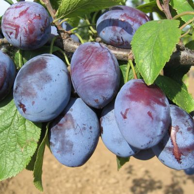 Слива Чачакская Слива Чачакская - Dolina-Sad.Ru