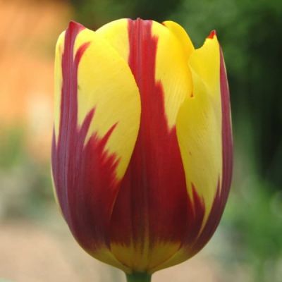 Тюльпан Хелмар Тюльпан Хелмар фото