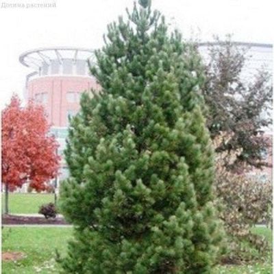 Сосна Кедровая (кедр) фото