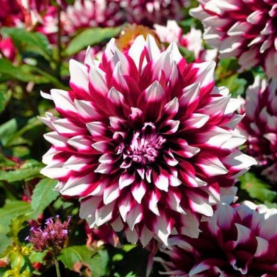 Георгина Верди Сидлерфрейд - Dolina-Sad.Ru