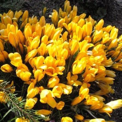 Крокус Биг Еллоу Крокус Биг Еллоу фото