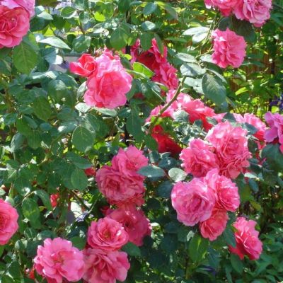 Роза Маэстро Роза Маэстро - Dolina-Sad.Ru