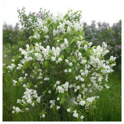 Сирень Мадам Флорен Степман, С3 - Dolina-Sad.Ru