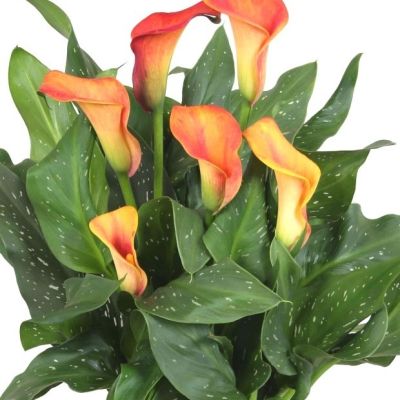 Калла Каптейн Лидо Калла Каптейн Лидо - Dolina-Sad.Ru