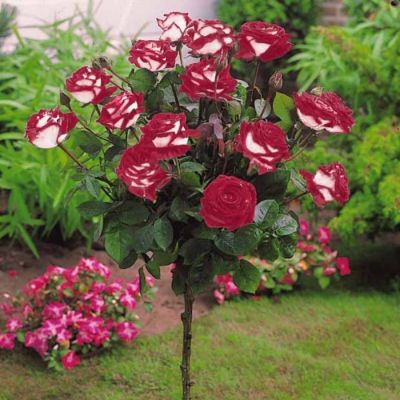 Роза штамбовая Осирия Роза штамбовая Осирия - Dolina-Sad.Ru