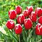 Тюльпан Нью Санта Тюльпан Нью Санта фото