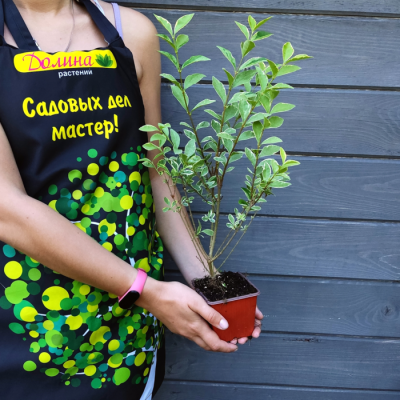 Бирючина овальнолистная Аргентум Бирючина овальнолистная Аргентум - Dolina-Sad.Ru