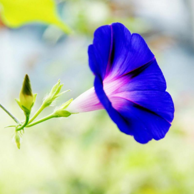 Ипомея Пикоти голубая фото