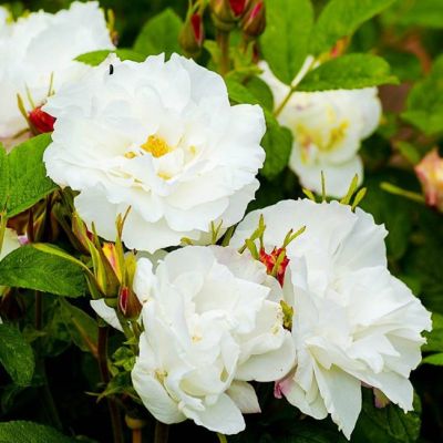 Роза Луис Багнет Роза Луис Багнет - Dolina-Sad.Ru