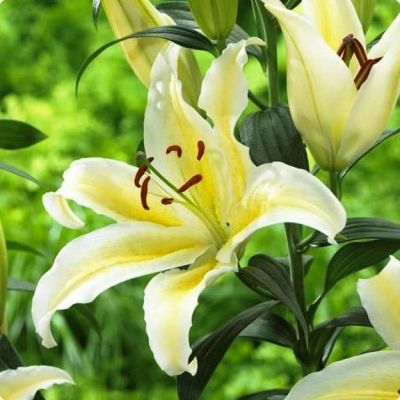 Лилия Чилаут 2 шт. Лилия Чилаут 2 шт. фото