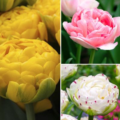 Набор 9187 Набор 9187 фото