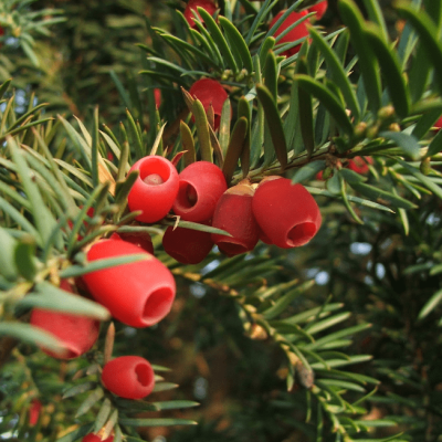 Тис ягодный Фастигиата Ауреа Тис ягодный Фастигиата Ауреа фото