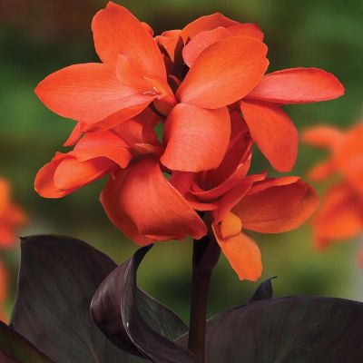 Канна Хеппи Вильма Канна Хеппи Вильма - Dolina-Sad.Ru