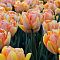 Тюльпан Фокси Фокстрот Тюльпан Фокси Фокстрот фото