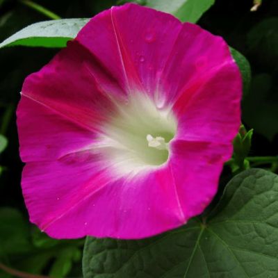 Ипомея Смесь окрасок фото