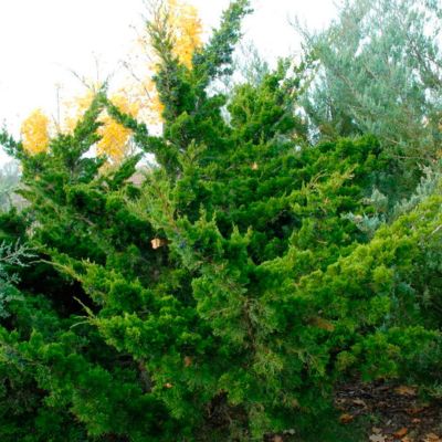 Можжевельник виргинский Канаэрти Можжевельник виргинский Канаэрти - Dolina-Sad.Ru