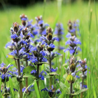 Живучка ползучая "Катлинс Джайянт" фото