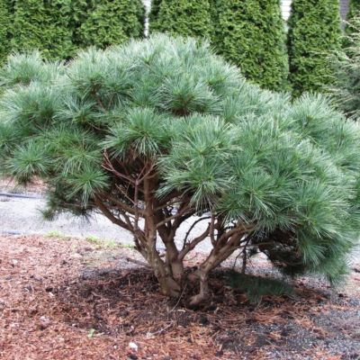 Сосна веймутова Реинхаус Сосна веймутова Реинхаус - Dolina-Sad.Ru